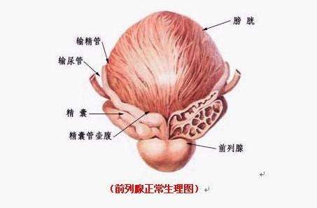 男性前列腺炎怎么检查？【详细解答】