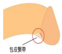 包皮系带影响性生活吗【羞羞】